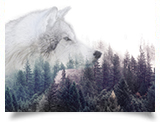 Tessa Harris tree and wolf overlay