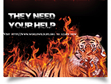 Tessa Harris They Need Your Help, Fire Tiger