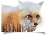Tessa Harris Fox and Tree overlay